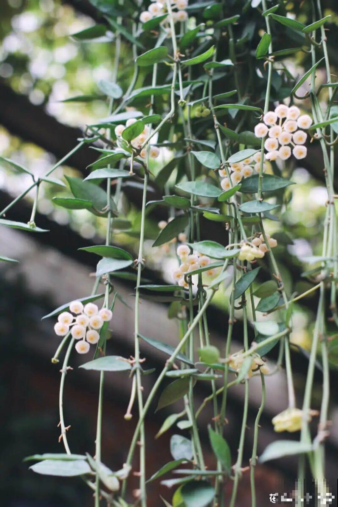 虎皮兰浅盆养，小芽嗖嗖冒，满盆都是新芽