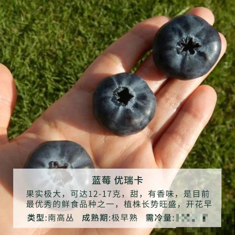 南北方都能养的蓝莓，家里种一棵，果子又大又甜