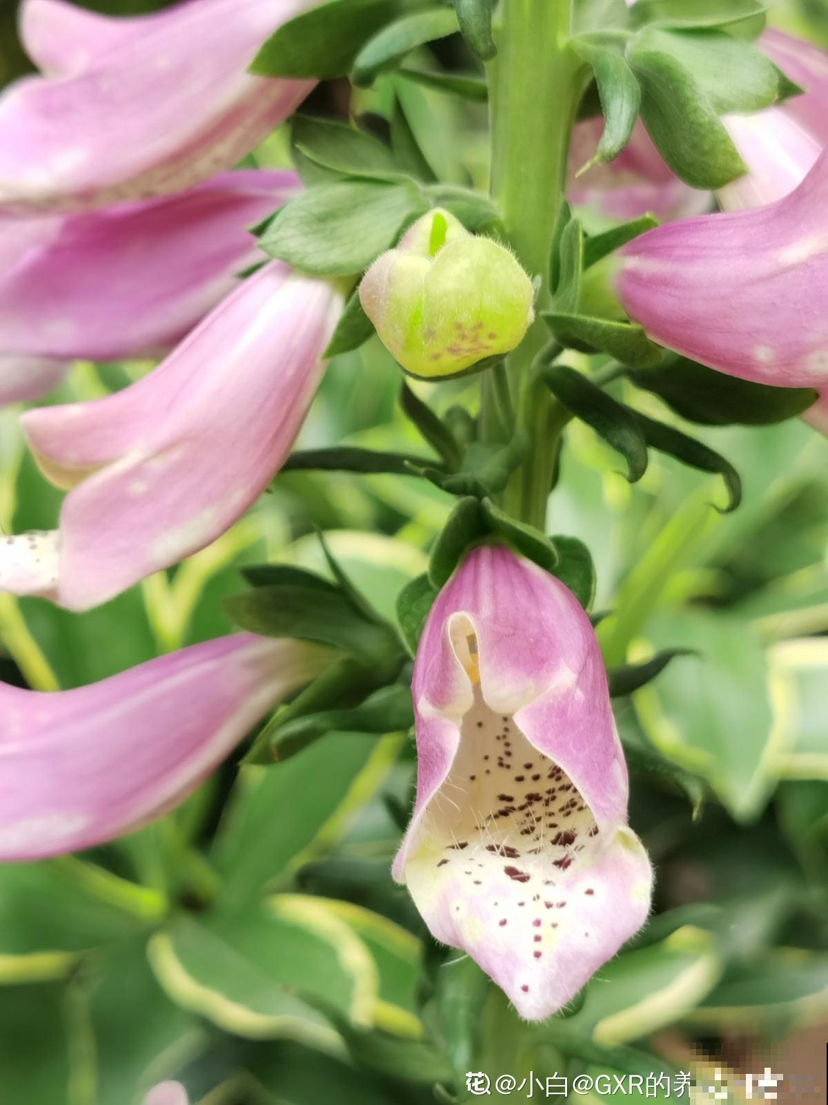 完美“蜕变”的4种花，名字太难听，开花美翻天