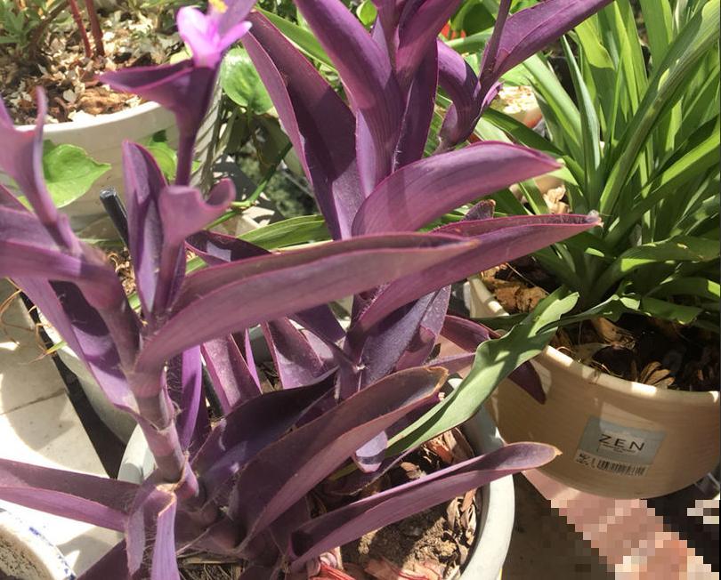 紫竹梅的5个种植关键点,你都知道吗? 紫竹梅的5个种植关键点,你都知道吗?