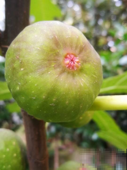 在果店不迷茫，3步方法，挑走店里最好吃的无花果