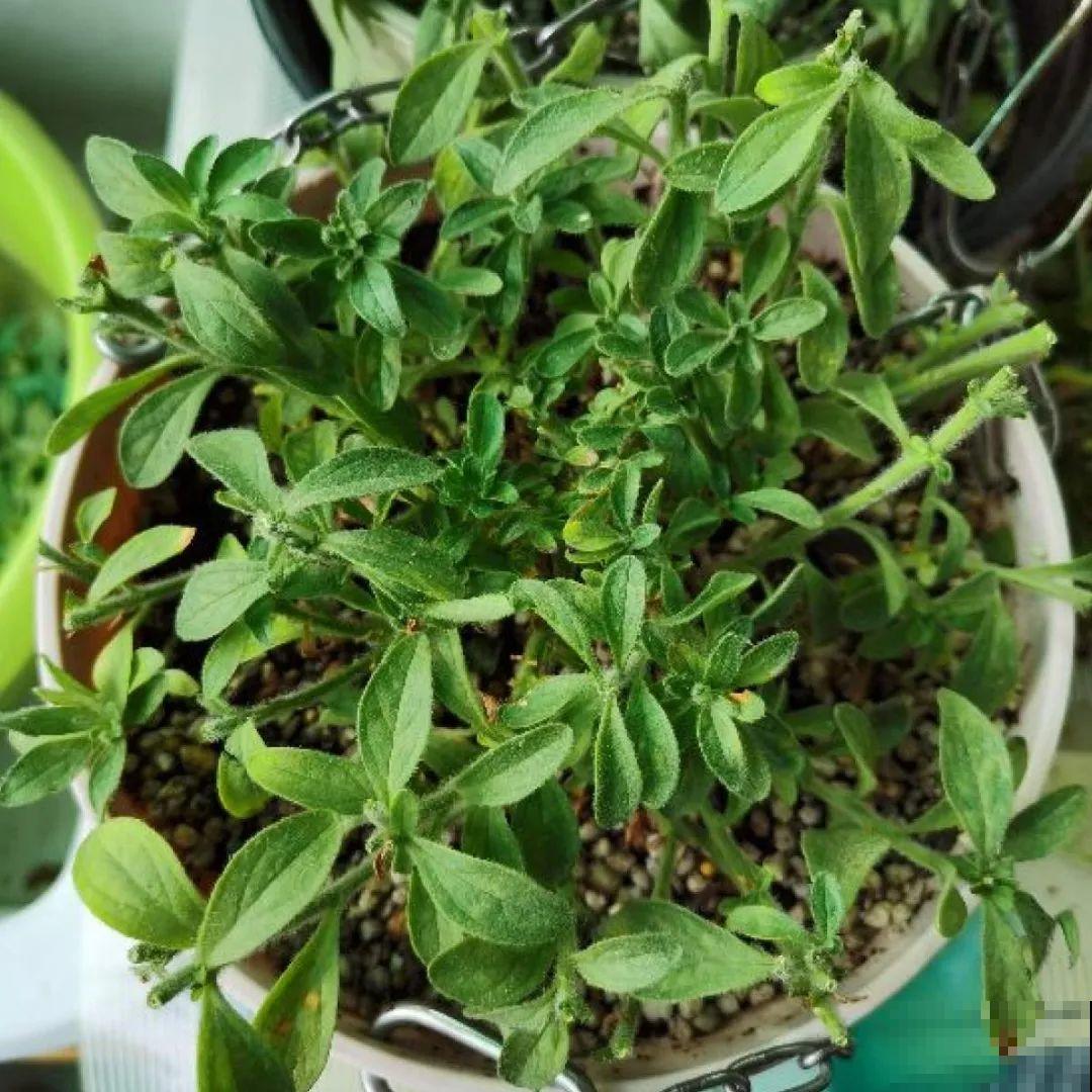 现在给花剪一刀,剪成一个“小平头”,呼呼冒芽爆盆 现在给花剪一刀,剪成一个“小平头”,呼呼冒芽爆盆