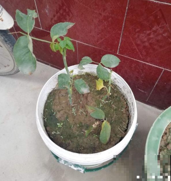 秋天要抓住机会扦插，5种花现在扦插正合适，生根率很高