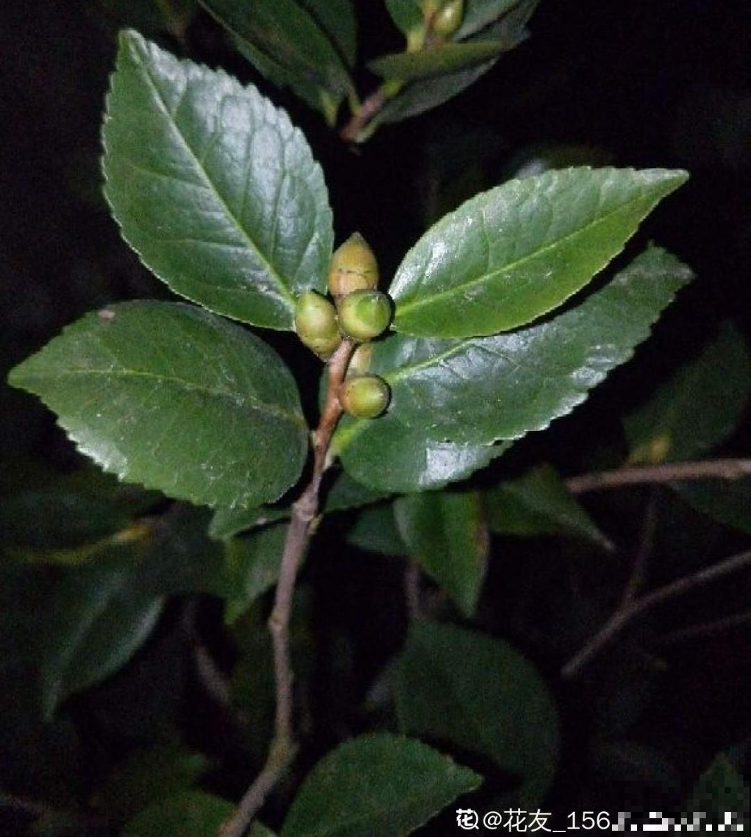 三伏天也要施肥的花，花肥喷一喷，促进开花
