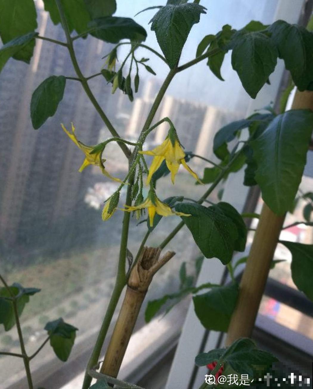 8种蔬菜花，农村人都认识，城里人基本不认识