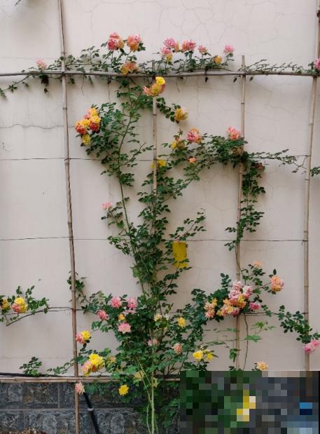 秋天“花骗子”真多,看到这4种花要谨慎,小心上当受骗 秋天“花骗子”真多,看到这4种花要谨慎,小心上当受骗