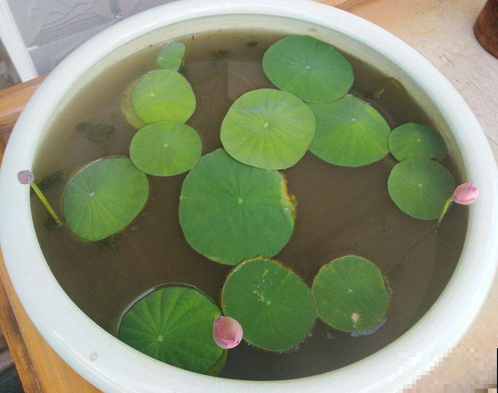养碗莲做好3点，开花美得像艺术品，拍的照片像修图