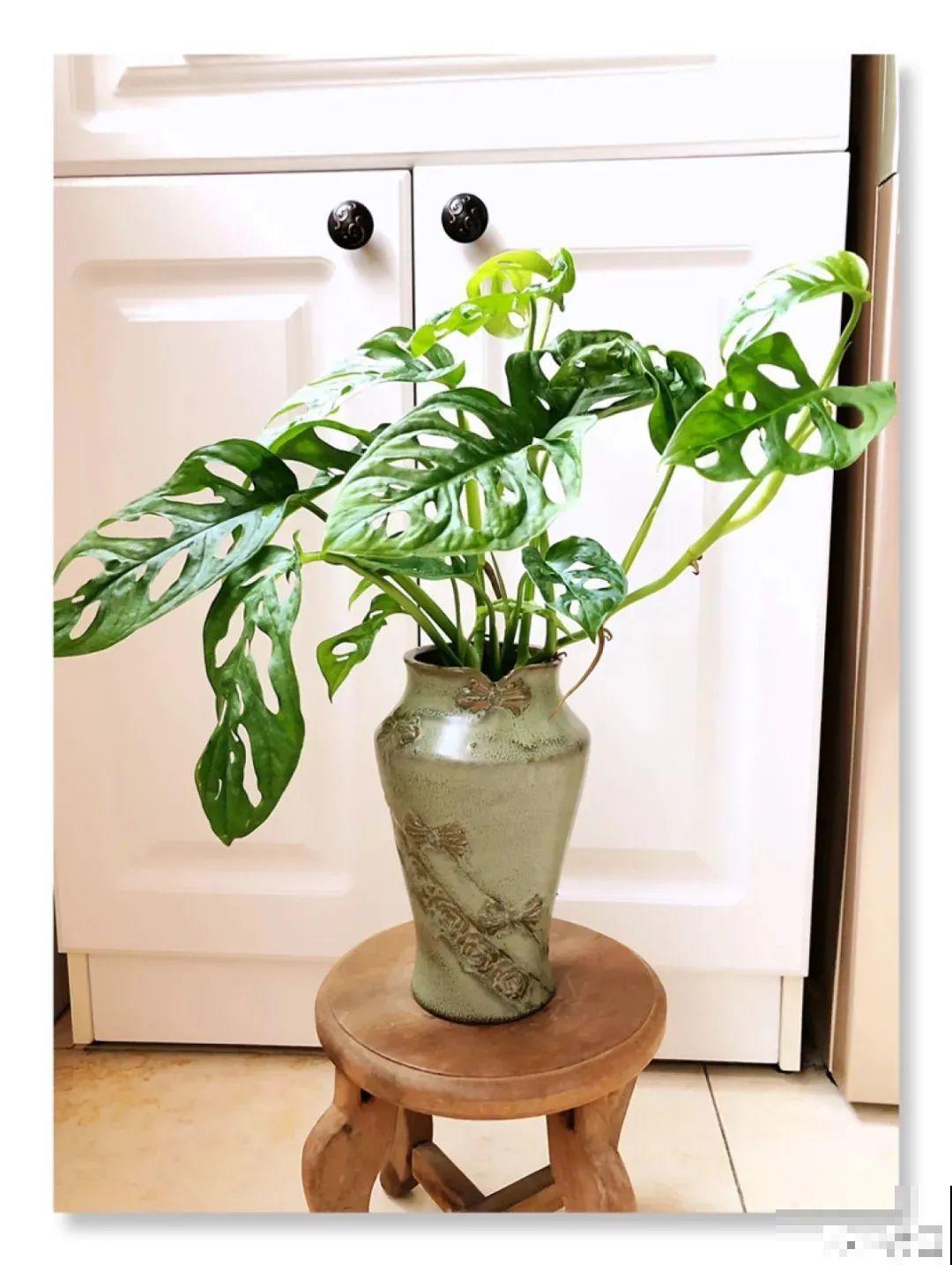 1种花有特点，养在家里变绿色瀑布，家里省了买窗帘