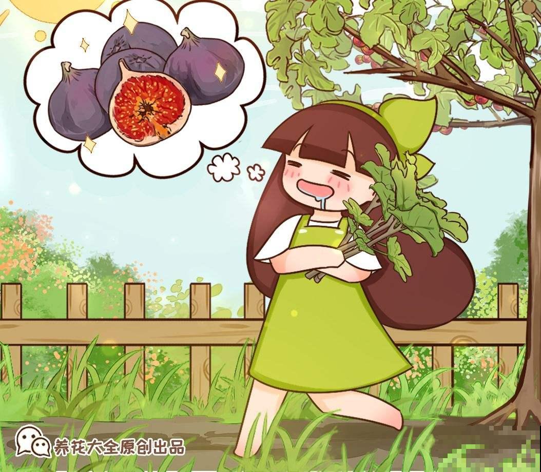 在果店不迷茫，3步方法，挑走店里最好吃的无花果