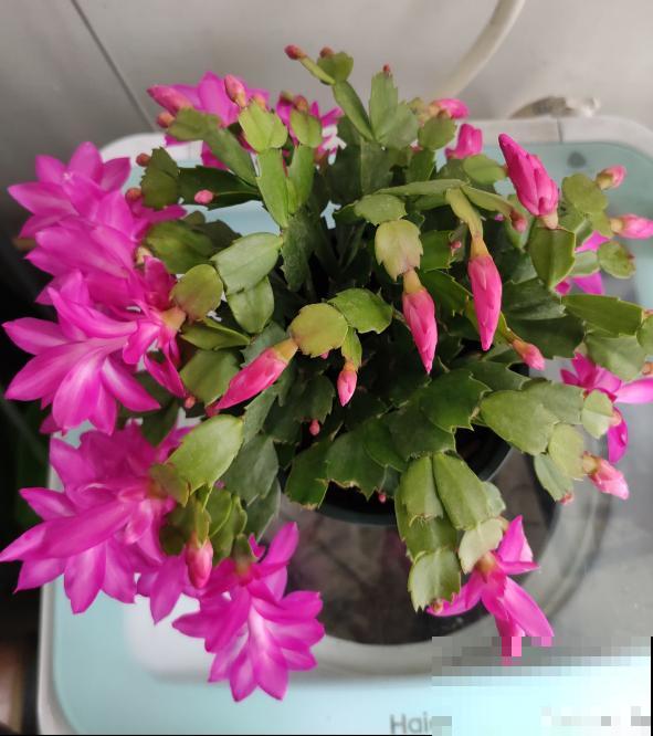 20种常见花,一句话说到浇水要点,赶紧学学 20种常见花,一句话说到浇水要点,赶紧学学