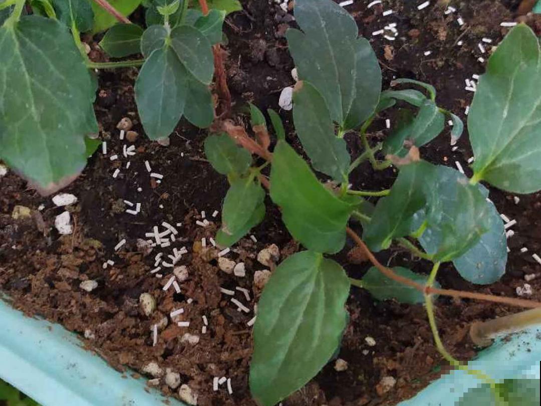 9种土别拿来养花,对花不好,容易黄叶烂根 9种土别拿来养花,对花不好,容易黄叶烂根