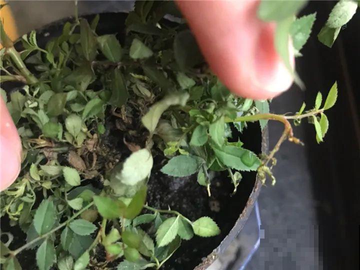 10种花，一天不见水就萎缩，狂补水就对了！