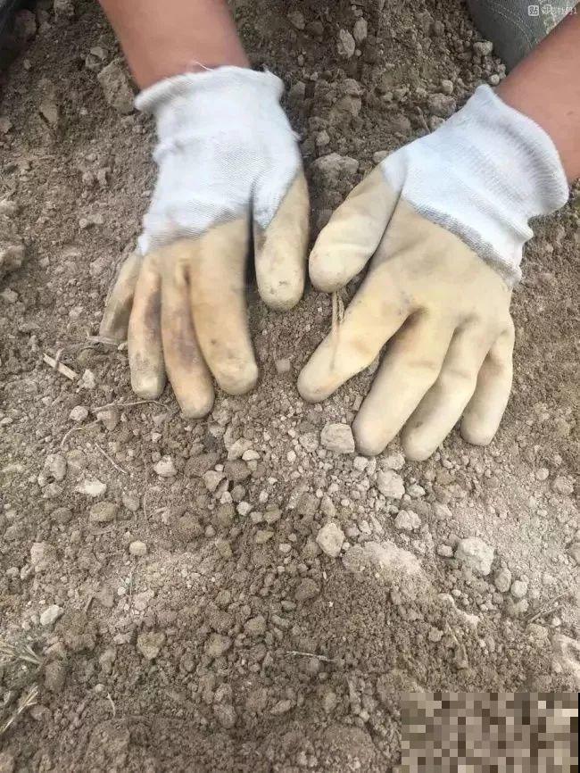 一年只能种一次的花,开花富贵寓意吉祥,堪称“花中宰相” 一年只能种一次的花,开花富贵寓意吉祥,堪称“花中宰相”