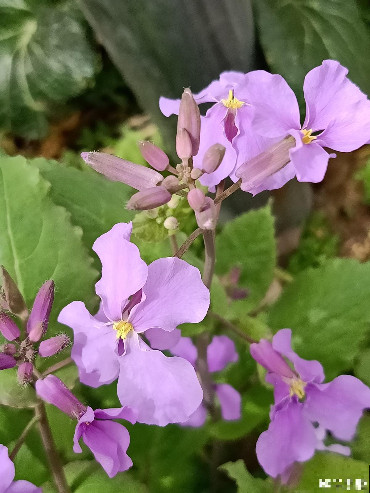 80种常见植物图解，出门识花不求人，倍儿有面子