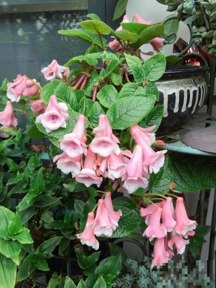 1种花特耐阴，开花像是小喇叭，花量巨大
