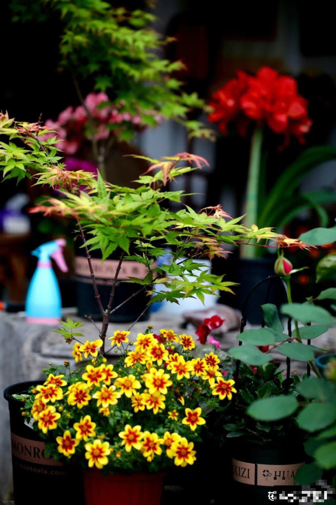 有个小院种种花，听风看雨，满眼花木