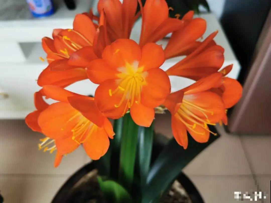 夏天养君子兰，要注意一个“懒”字，不然烂叶又烂芯