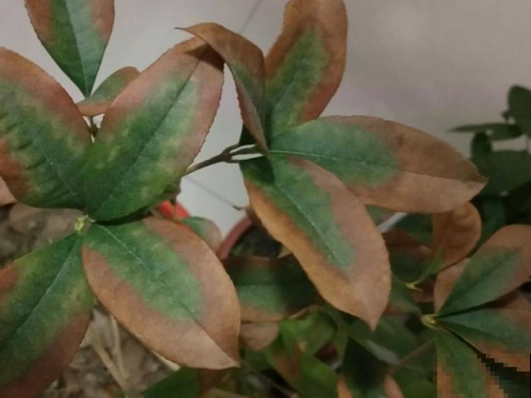 养花“黑名单”实在太难养，心累