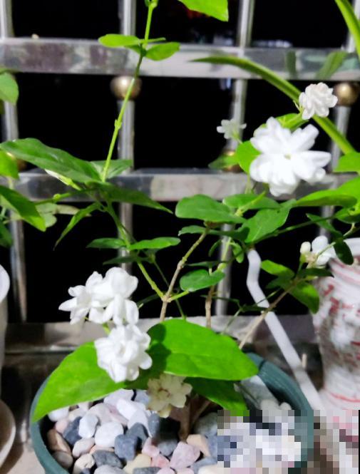 高温潮湿不宜养花?简单5步,打造“茉莉天堂” 高温潮湿不宜养花?简单5步,打造“茉莉天堂”