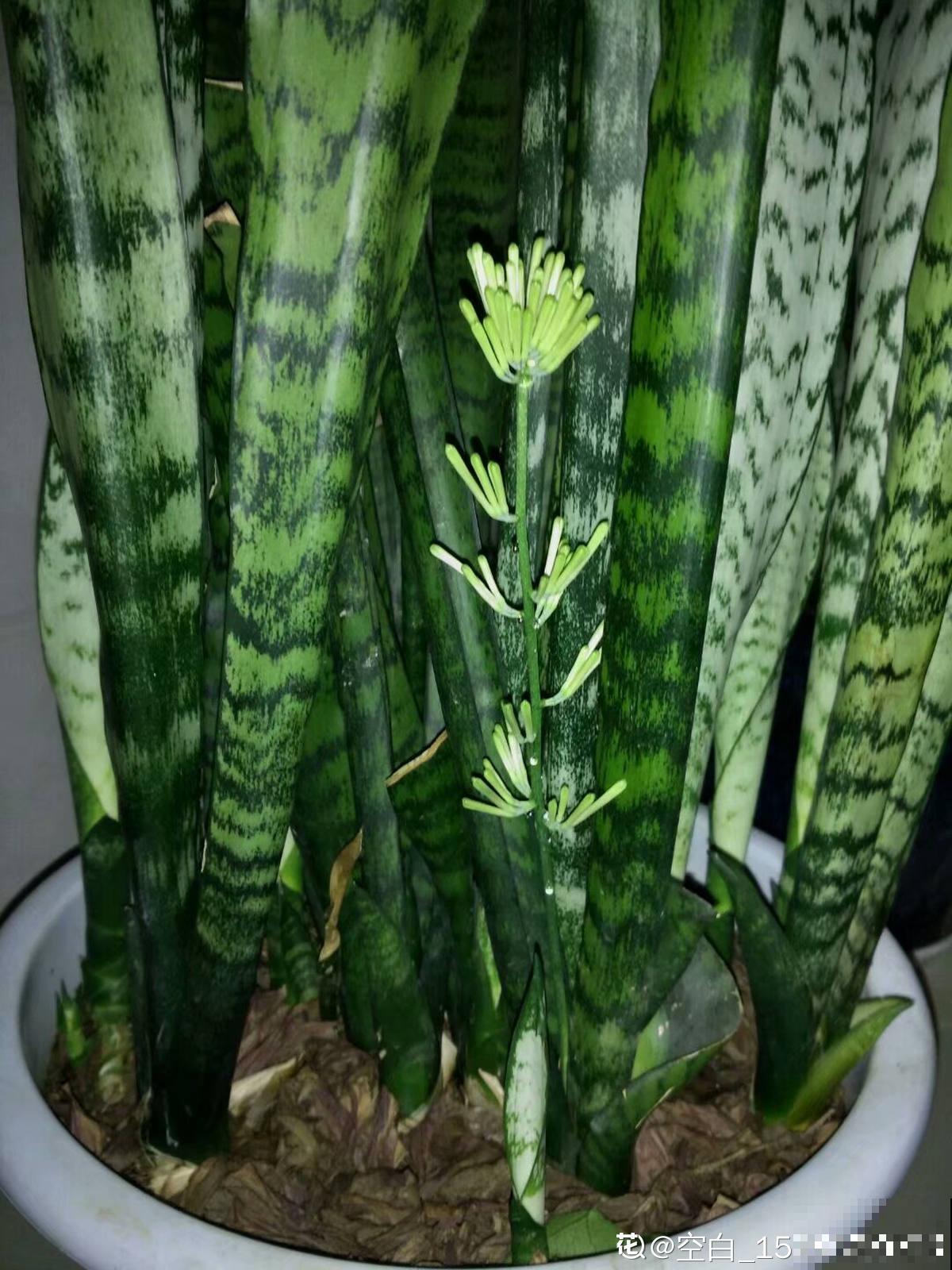 秋天养护虎尾兰,3个要点要注意,冒出满盆“小钢芽” 秋天养护虎尾兰,3个要点要注意,冒出满盆“小钢芽”