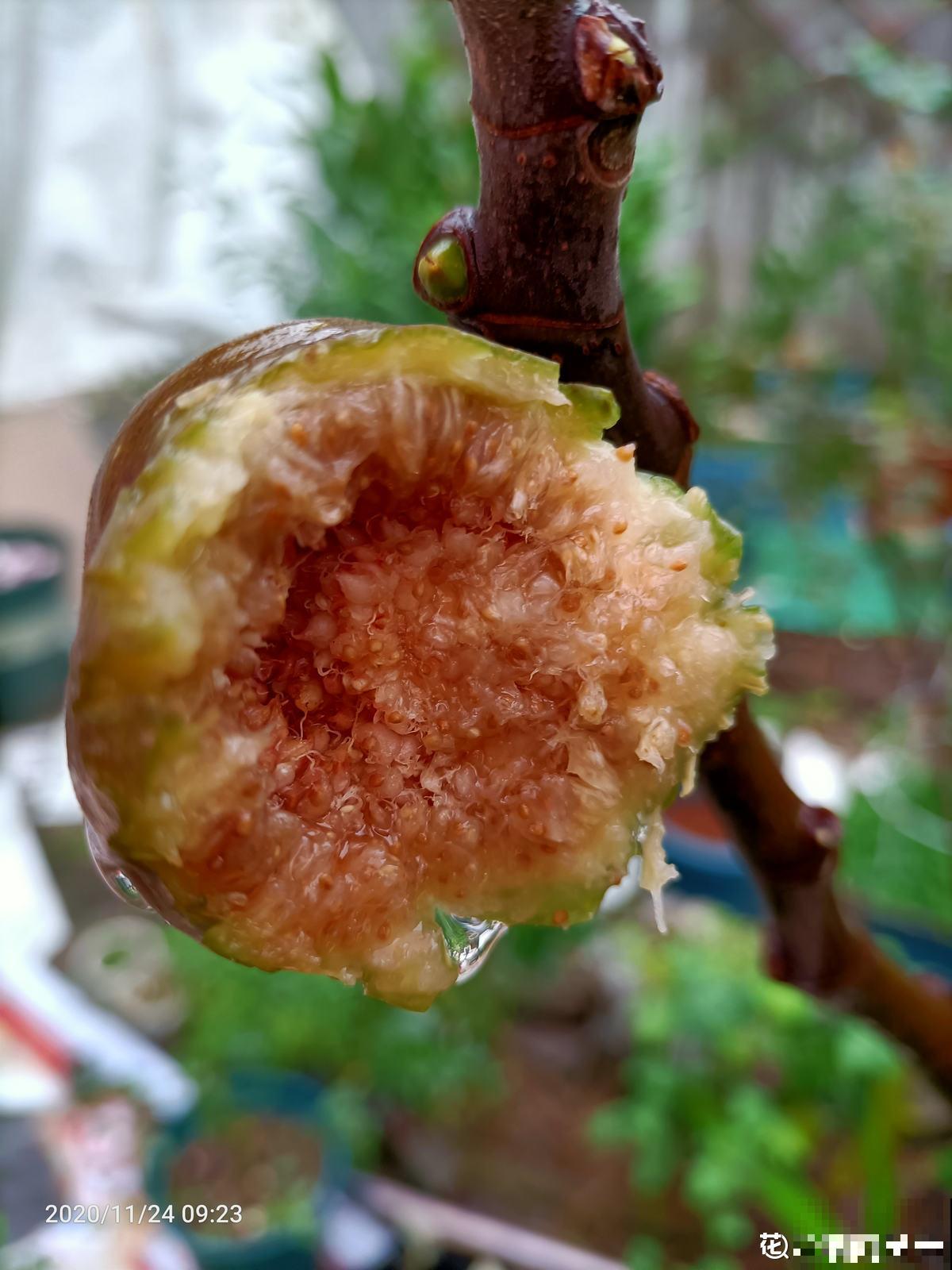 自己动手,院子里种无花果,省钱还放心 自己动手,院子里种无花果,省钱还放心