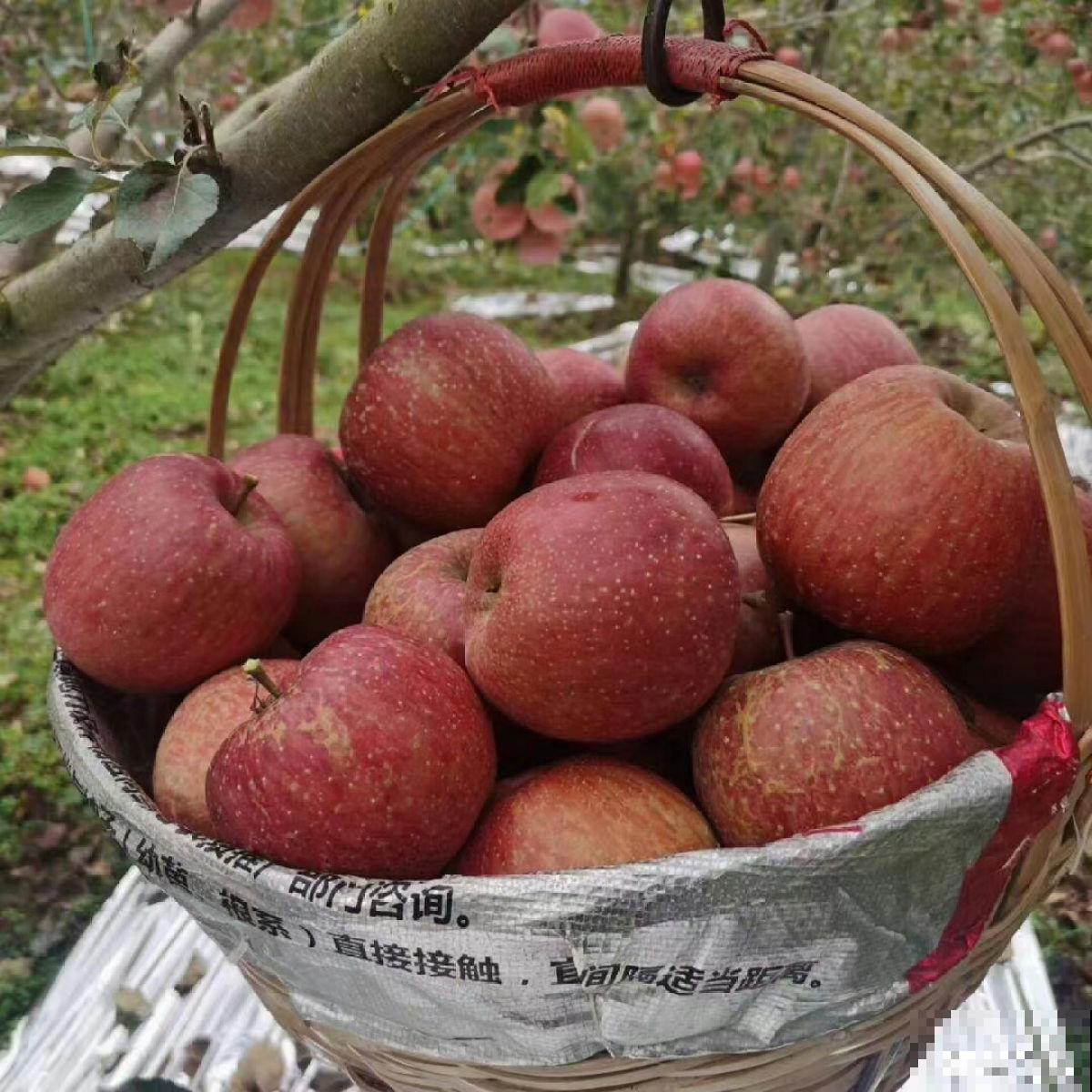 争议大的10种水果，有人说好吃，有人说难吃，你吃过几种