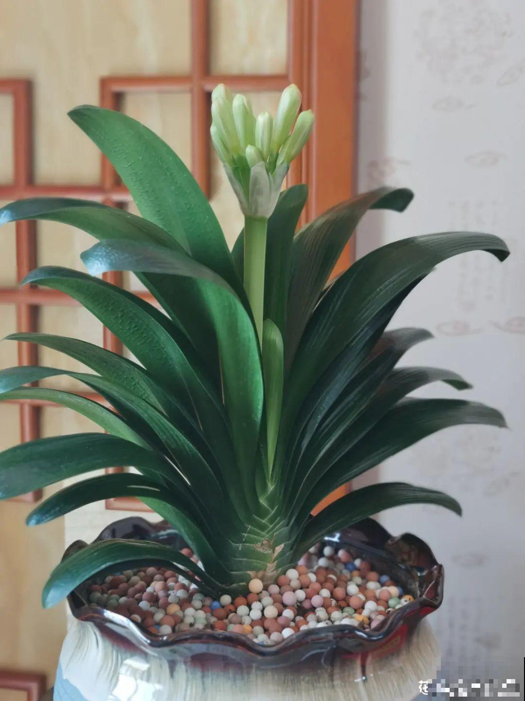 三角梅剪 一剪，搬出去晒晒，呼呼爆花