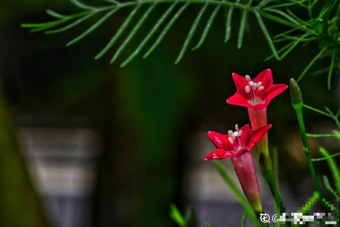 有个小院种种菜,养点花草,忘记半生喧嚣 有个小院种种菜,养点花草,忘记半生喧嚣