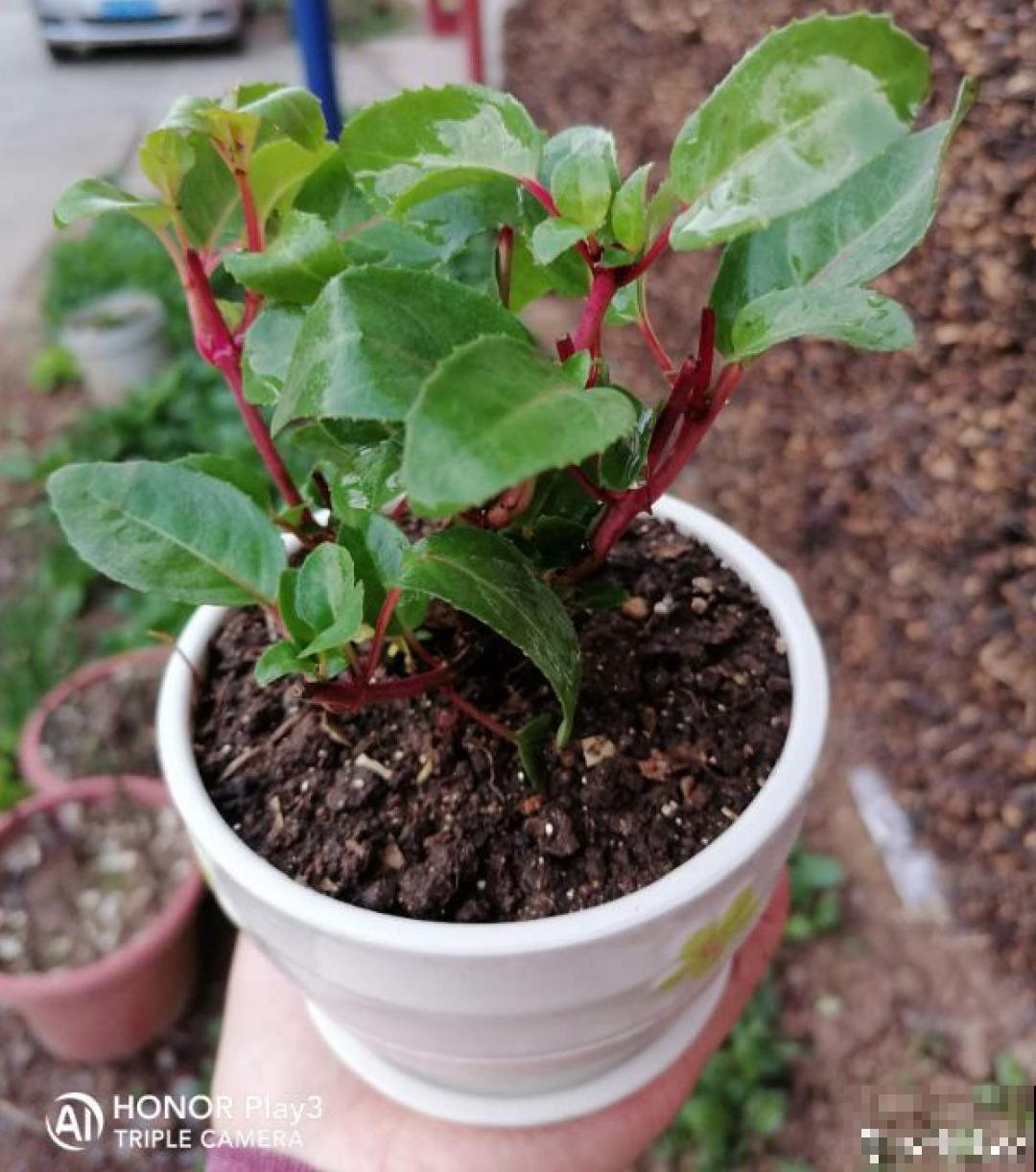 倒挂金钟长成一棵树，年年都开花，咋养的？