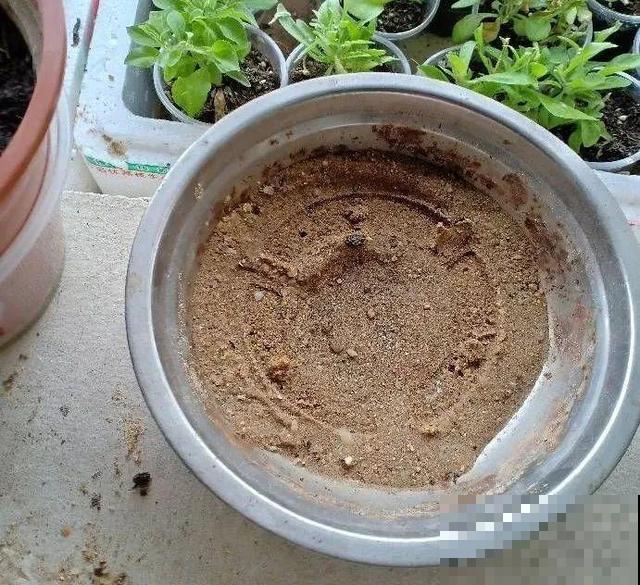 三伏天,8种花进入“鬼门关”,切莫大意 三伏天,8种花进入“鬼门关”,切莫大意