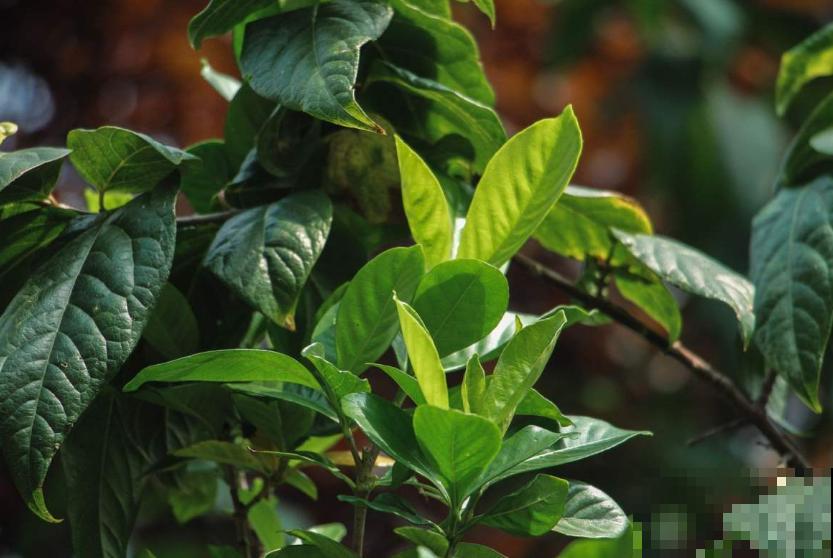 2种难养的花要注意，一不小心全挂掉，快来避坑！