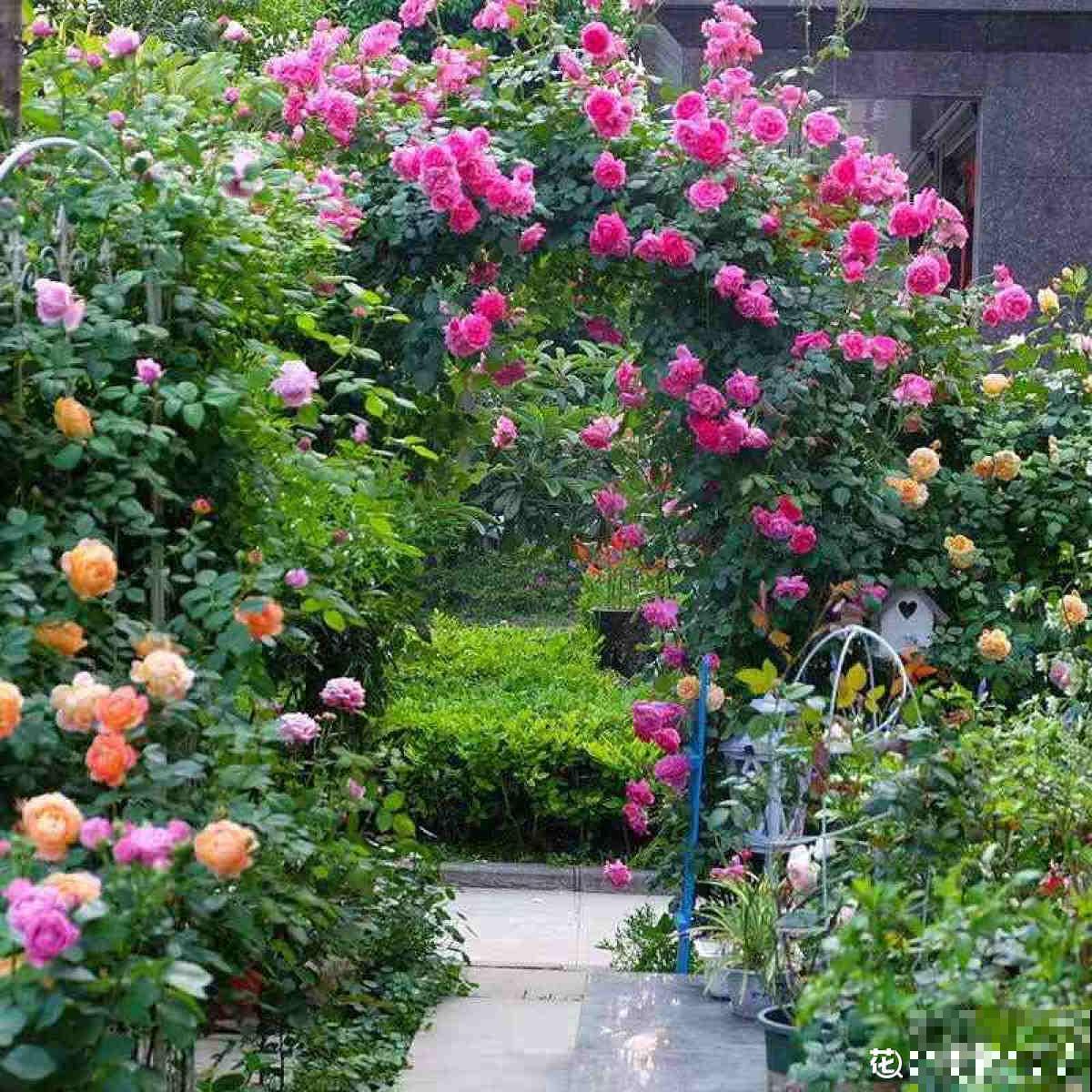 养月季单株不过瘾，简单做好5步，满墙都是月季花