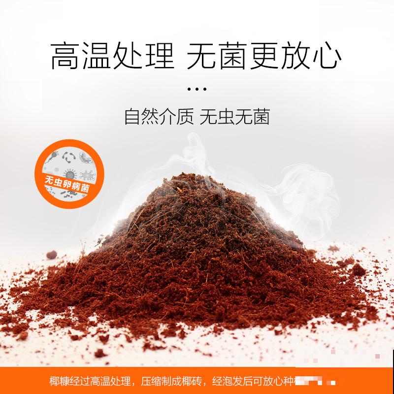 植物花色千篇一律，因为你没种过牵牛花，花色奇特惊喜不断