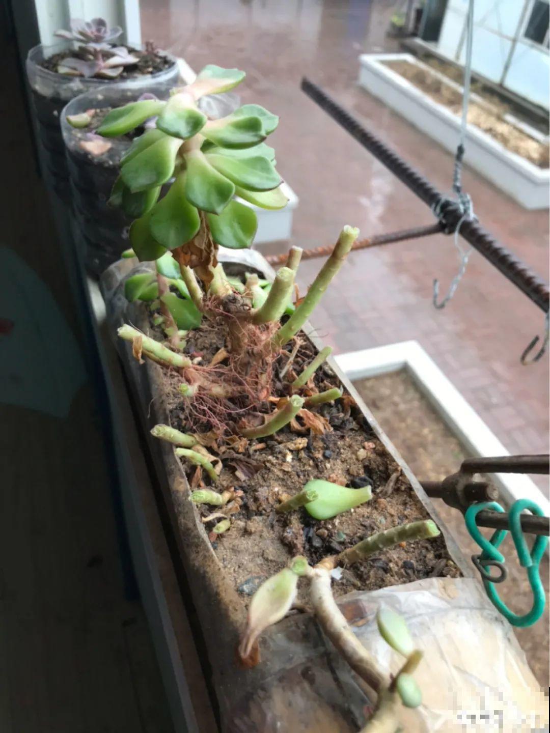 6种花夏天难养，贴土面砍一刀，新芽呼呼冒