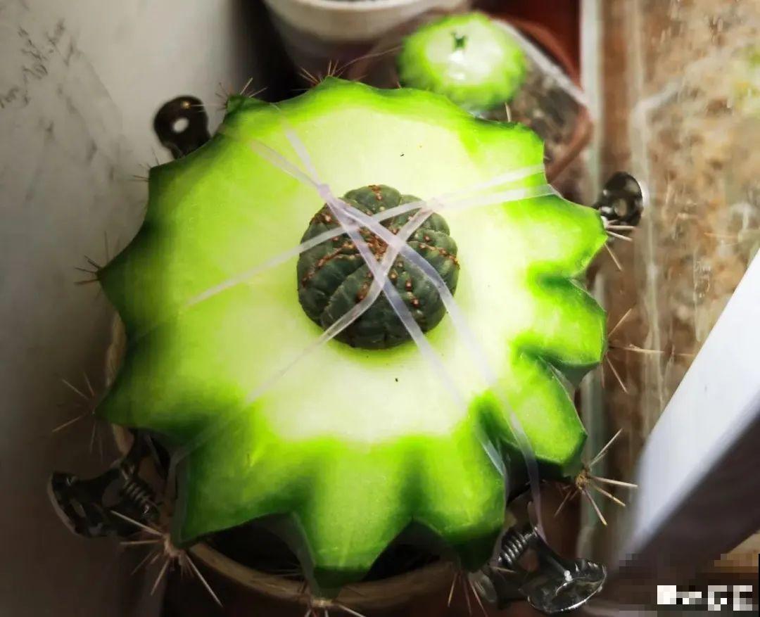 6种多肉，夏天不休眠，而且疯狂生长