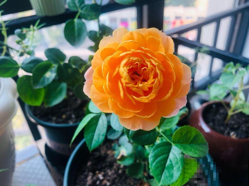 我走过你走过的坑,花友养花多年,心路历程让人感叹 我走过你走过的坑,花友养花多年,心路历程让人感叹