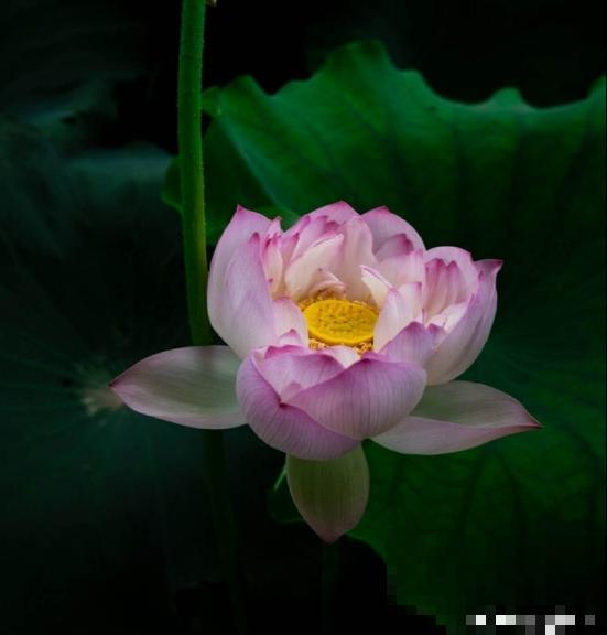 5种植物，年纪越大的人养得越好，太年轻养不好