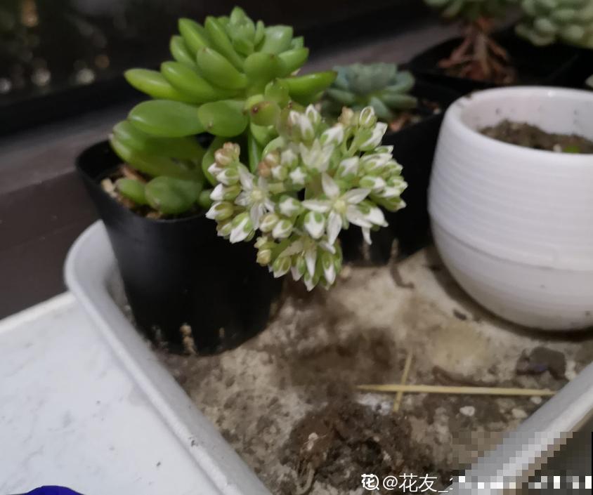 多肉长坏了别扔!剪一剪砍一砍,原地就能“满血复活” 多肉长坏了别扔!剪一剪砍一砍,原地就能“满血复活”