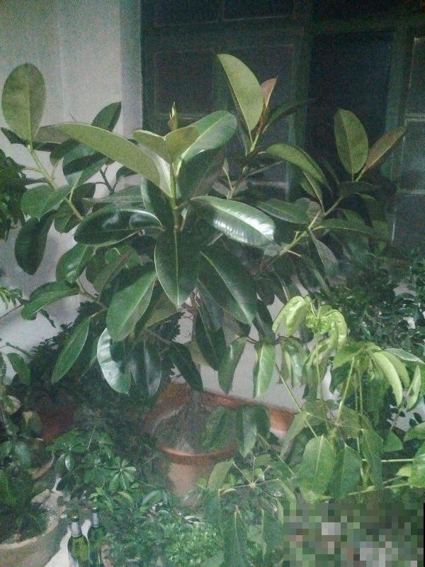 有故事的花，不在于多么金贵