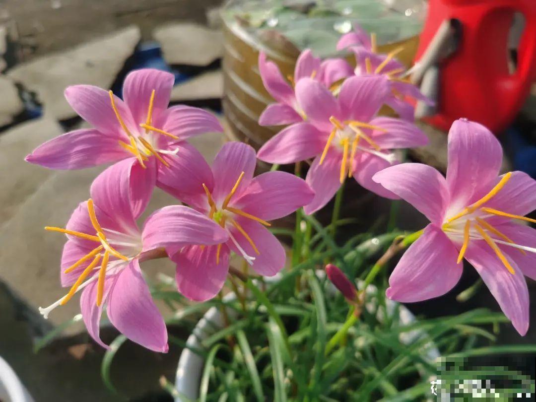 最爱淋雨的花,下雨天搬出去,长得更好 最爱淋雨的花,下雨天搬出去,长得更好
