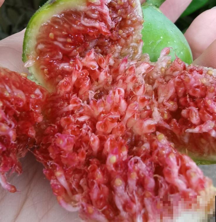 无花果一吃就上瘾，又软又甜，止咳润肺助消化！