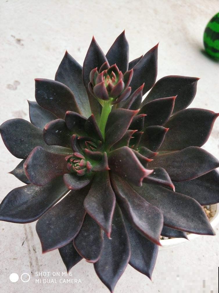 4种“黑色”植物,养起来得劲,却差点被妈妈扔掉 4种“黑色”植物,养起来得劲,却差点被妈妈扔掉