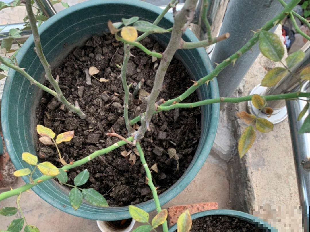 月季的8大黄叶原因，学会后巧避免，植株长得越来越好