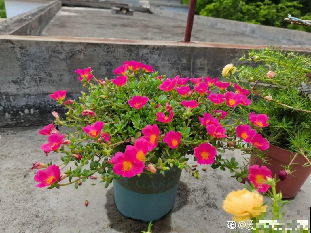 养花大神的爆花技巧，我给大家偷来了，赶紧学