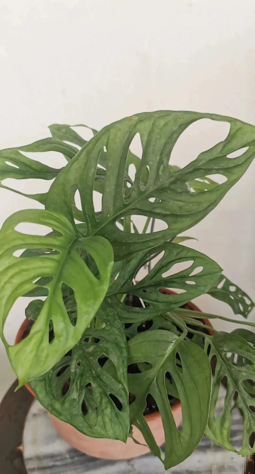 1种花有特点，养在家里变绿色瀑布，家里省了买窗帘