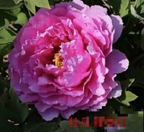 中国人最爱养的花，富贵又大气，养大门口特有面子！