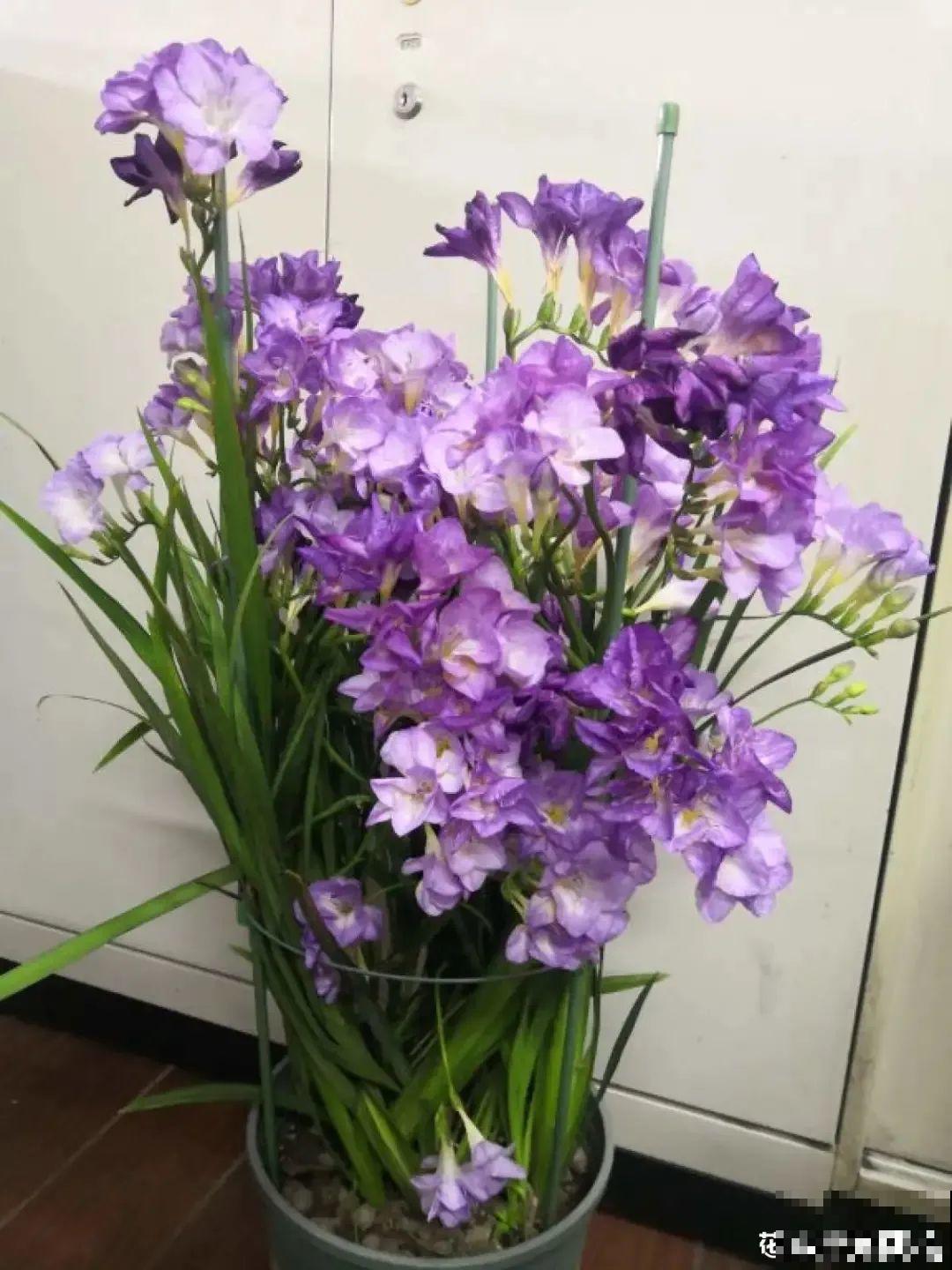 开花超香的香雪兰，夏天叶子全黄了，挖出满盆小球，大丰收！