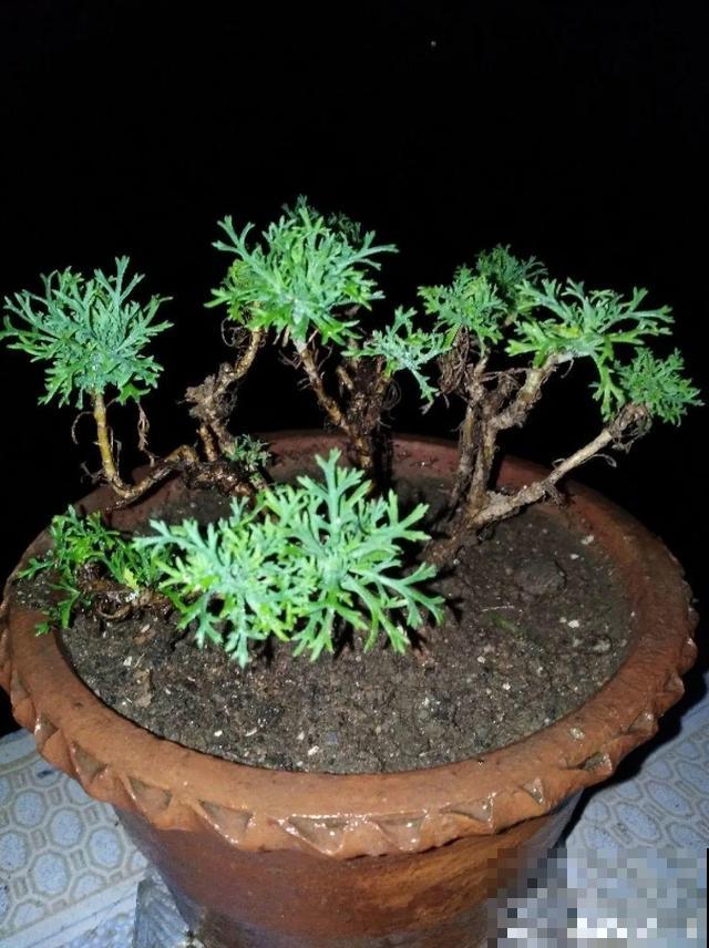 三伏天,8种花进入“鬼门关”,切莫大意 三伏天,8种花进入“鬼门关”,切莫大意