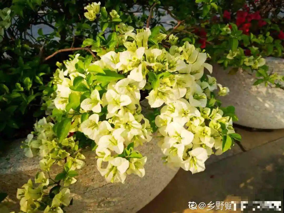 养护三角梅，注意3个养护要点，花期“超长待机”