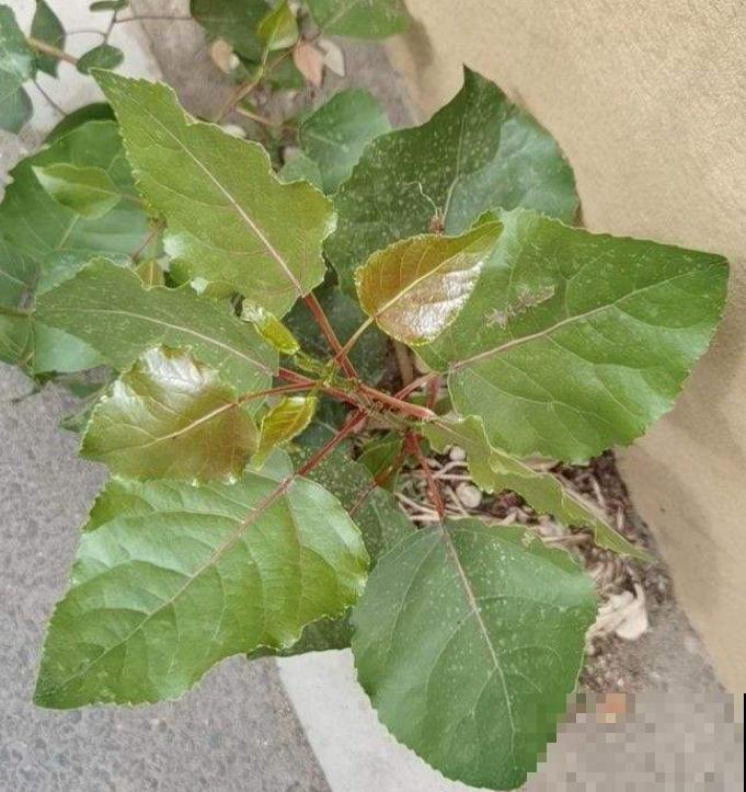 院子里不能随便种树，尤其是这3种